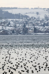 Deutschland, Baden-Württemberg, Bodensee mit Enten im Winter - JTF000611