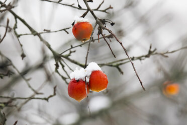 Deutschland, Apfel am Apfelbaum hängend im Winter - JTF000613