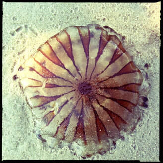 borkum, island, north sea, niedersachsen, germany, jellyfish - LULF000011
