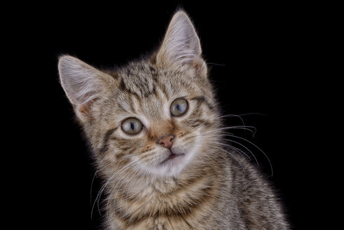 Getigerte Katze vor schwarzem Hintergrund - MJOF000924