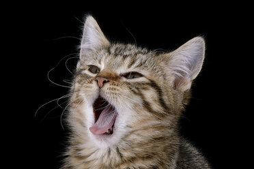 Tabby cat in front of black background - MJOF000925