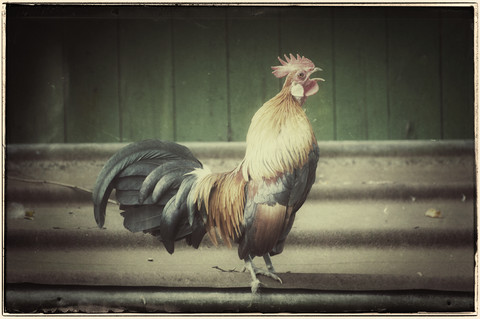 Smart, Deutschland, Natur, Krähender Hahn, lizenzfreies Stockfoto