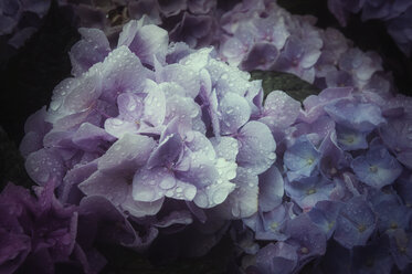 Hydrangea - CSTF000767