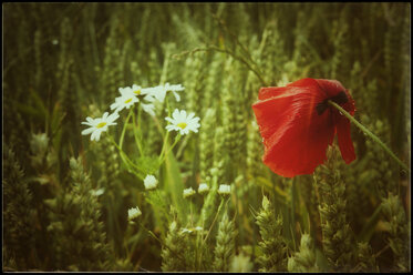 Field with poppy and chamomile - CSTF000768