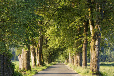 Germany, Upper Bavaria, Bad Heilbrunn, Nantesbuch, tree-lined road - SIEF006363