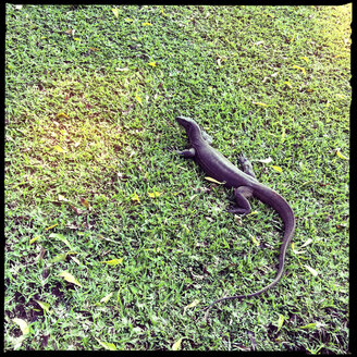 große eidechse auf gras, habarana, nordzentrale provinz, sri lanka - LULF000183