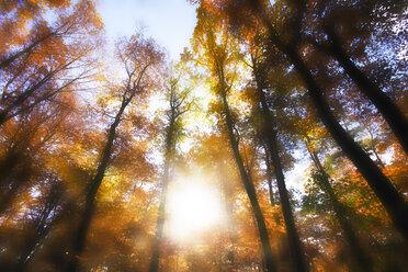 Germany, Forest in autum against the sun - JTF000615