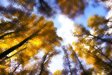 Deutschland, Wald im Herbst gegen die Sonne - JTF000616