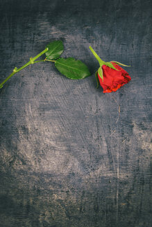 Zerbrochene rote Rose auf hölzernem Hintergrund - ON000784