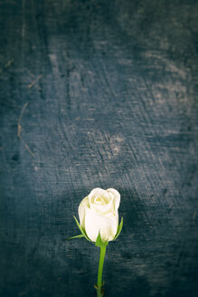 Weiße Rose auf hölzernem Hintergrund - ON000785