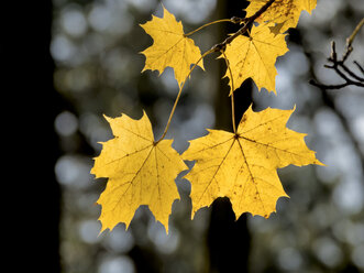 Gelbe Herbstblätter eines Ahornbaums - EJWF000631