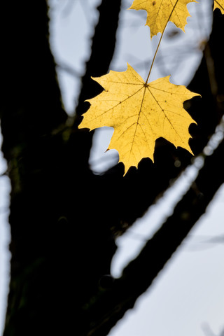 Gelbe Herbstblätter eines Ahornbaums, lizenzfreies Stockfoto