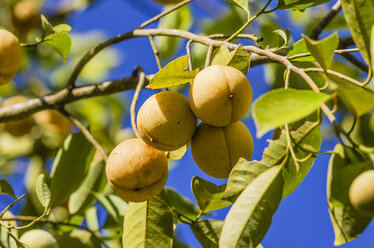 Antillen, Kleine Antillen, Grenada, Muskatnüsse hängen am Baum - THAF001169