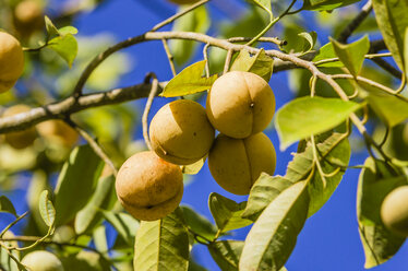 Antilles, Lesser Antilles, Grenada, nutmegs hanging on tree - THAF001169
