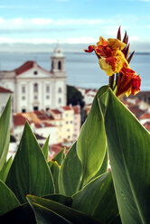 Portugal, Lisbon, flower in front of Alfama neighborhood - EHF000109