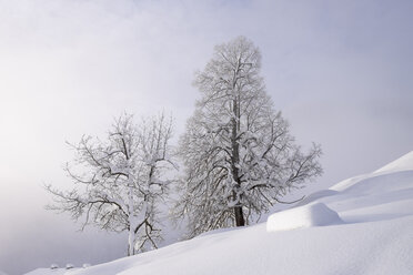 Deutschland, Bayern, Oberbayern, Mangfallgebirge, Hocheck bei Oberaudorf, schneebedeckte Bäume - SIEF006370