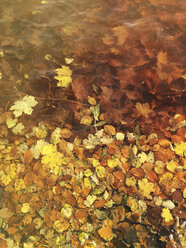 Herbstblätter im Wasser - GWF003602