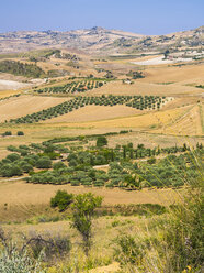 Italien, Sizilien, Provinz Enna, Felder und Olivenhaine in der Nähe von Piazza Armerina - AMF003593