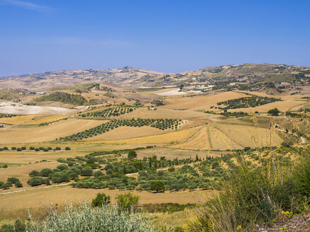 Italien, Sizilien, Provinz Enna, Felder und Olivenhaine in der Nähe von Piazza Armerina - AMF003595