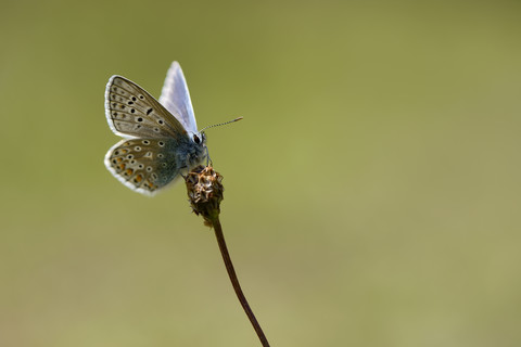 Gewöhnlicher Bläulingsfalter, Polyommatus icarus, lizenzfreies Stockfoto