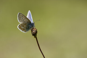 Common blue butterfly, Polyommatus icarus - MJOF000928