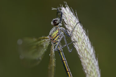 Feuchtgebänderte Gemse, Calopteryx splendens - MJOF000931