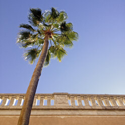 Einzelner Palmenbaum neben einer Balustrade, Mallorca, Spanien - MSF004453