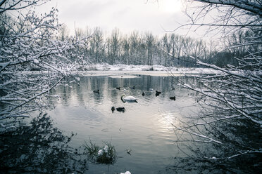 Germany, Bavaria, Ergolding, Pond with birds and swan in winter - SAR001271