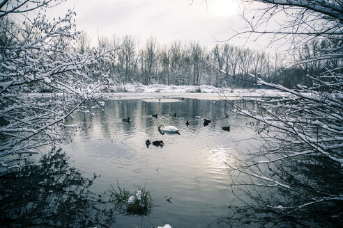 Deutschland, Bayern, Ergolding, Teich mit Vögeln und Schwan im Winter - SAR001271