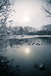 Germany, Bavaria, Ergolding, Pond with birds and swan in winter - SAR001272