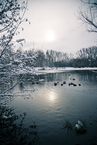 Deutschland, Bayern, Ergolding, Teich mit Vögeln und Schwan im Winter - SAR001272