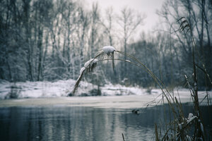 Deutschland, Bayern, Ergolding, Teich im Winter - SARF001266