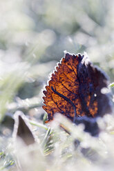 Germany, frozen leaf in grass - SARF001268