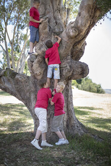 Südafrika,Jungen auf Exkursion klettern auf Baum - ZEF003939