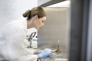 Scientist working with petri dish - ZEF004233