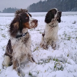 English Springer Spaniel in snow - MAEF009371