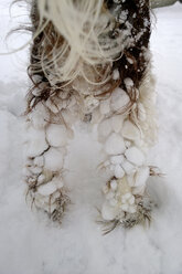 English Springer Spaniel in snow - MAEF009373