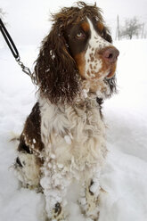 English Springer Spaniel in snow - MAEF009374