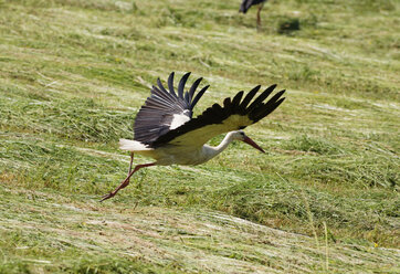Austria, Burgenland, white stork over field - SIEF006397