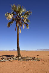 Namibia, Palmyra-Palme in der Namib-Wüste - ES001523