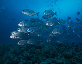 Oceania, Palau, school of bigeye trevallies - JWAF000225