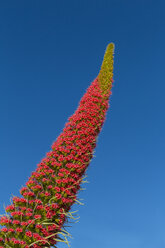 Spain, Canary Islands, Tenerife, Vilaflor, blossom of Echium Wildpretii - MABF000308