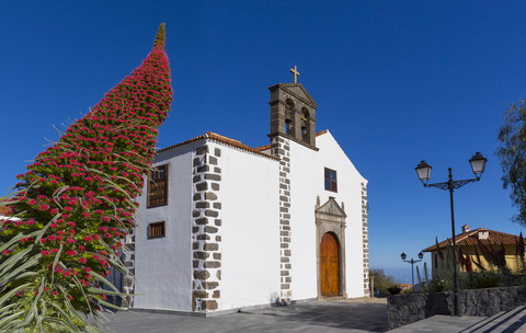 Spanien, Kanarische Inseln, Teneriffa, Vilaflor, Blick auf San Pedro mit Blüte von Echium Wildpretii im Vordergrund, lizenzfreies Stockfoto