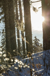 Deutschland, Baden-Württemberg, Schwarzwald, Schneefall gegen die Sonne - JUNF000171