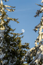 Germany, Baden-Wuerttemberg, Black Forest, Trees and moon - JUNF000177