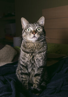Porträt einer getigerten Katze mit weit geöffneten Augen - RAEF000008