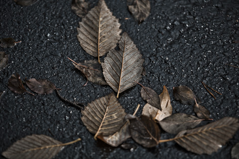 Herbstblätter, lizenzfreies Stockfoto