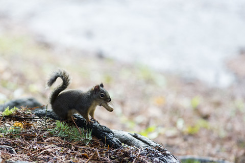 Kanada, Vancouver, Eichhörnchen mit Erdnuss im Mund, lizenzfreies Stockfoto