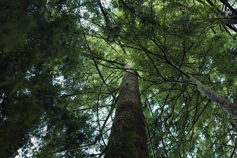 Canada, Vancouver, high tree in forest stock photo