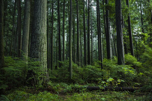 Kanada, Vancouver, Wald - NGF000166